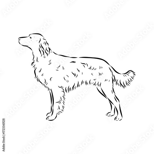 munsterlander, vector sketch