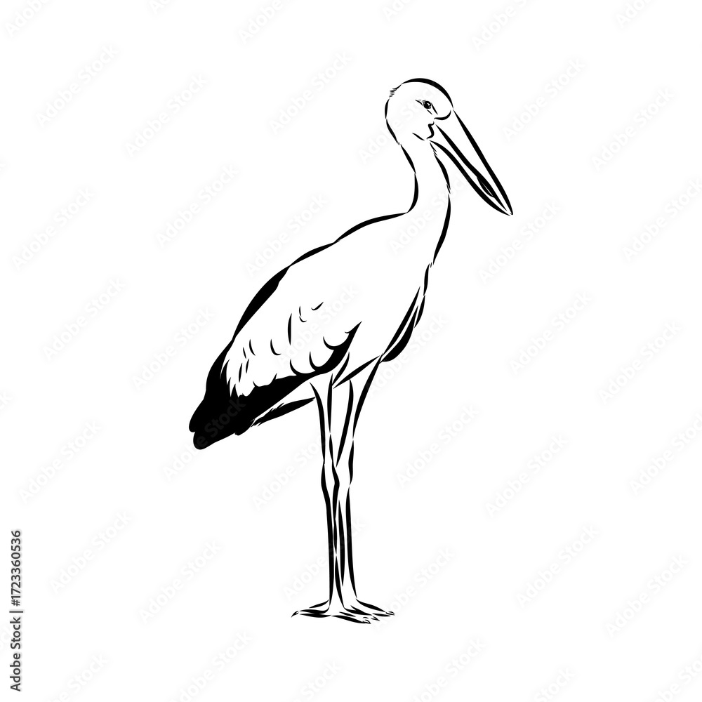 Obraz premium Razini's stork, vector sketch
