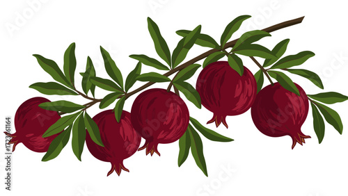 Pomegranate branch with ripe red fruits and green leaves. Fresh, healthy botanical illustration on white background.