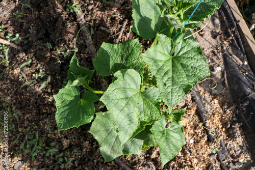 The picture depicts the flowering of a cucumber plant