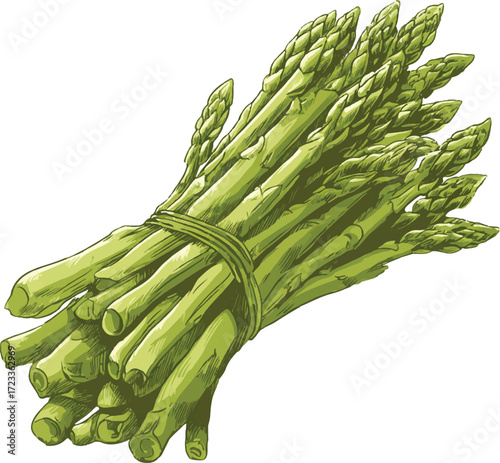 a bunch of fresh asparagus, vector illustration on a white background, in a simple and cute style with minimal details, no shadowing or gradients, and solid colors only