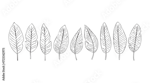 A line of delicate feather silhouettes with intricate line work