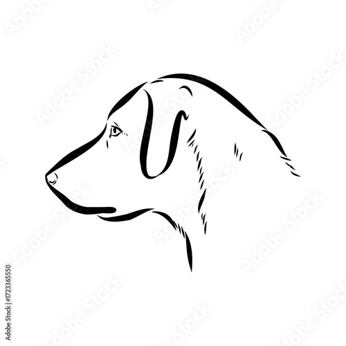 Blue lacey, dog, vector sketch