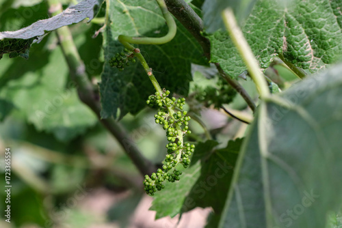 The image presents grapevine stems with grape clusters hanging from them
