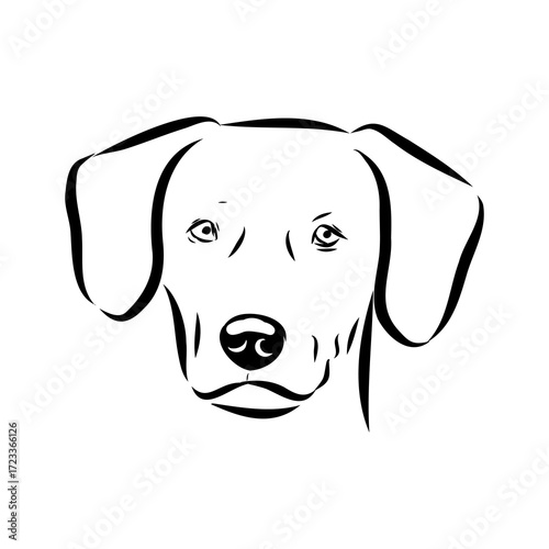 Blue lacey, dog, vector sketch