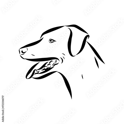 Blue lacey, dog, vector sketch