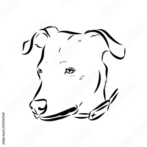 Blue lacey, dog, vector sketch