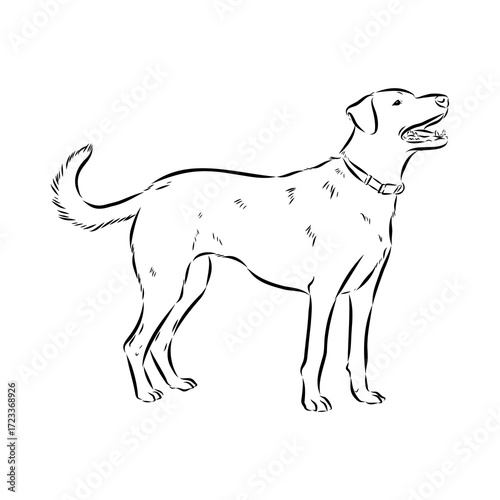 Blue lacey, dog, vector sketch
