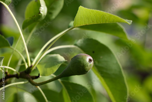 The image presents a young pear that is only starting to develop