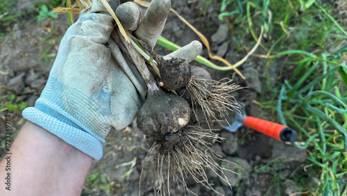 Rooted whispers in earthy embrace, gloved hand unearths garlic for Lammas, nurturing harvest tale with verdant resilience