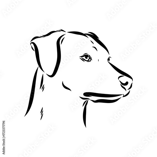 Blue lacey, dog, vector sketch
