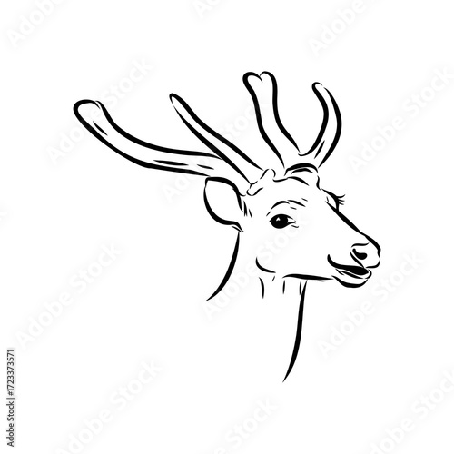 Axis the deer, vector sketch