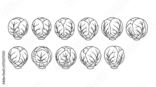 Collection of detailed line art brussels sprouts showing varied leaf textures and forms silhouette