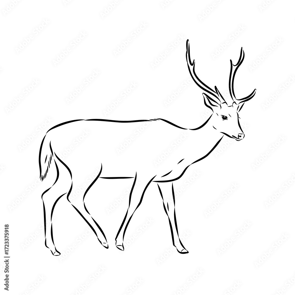 Fototapeta premium Axis the deer, vector sketch