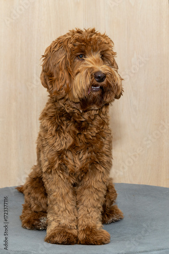 Australian Labradoodle of 10 months

dog, doodle, pet, companion animal, puppy, mammal, housemate