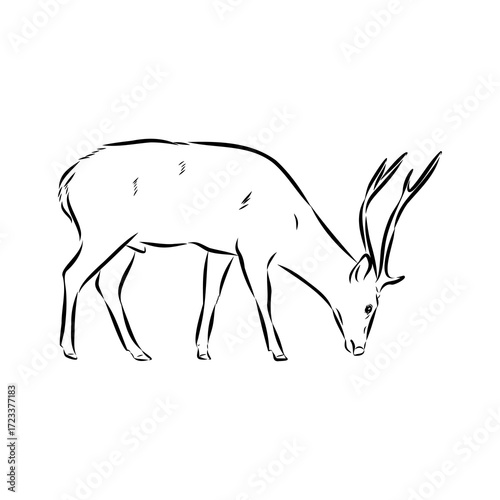 Axis the deer, vector sketch