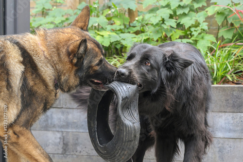 German shepherd and old German shepherd playing together with a wheelbarrow wheel