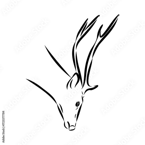 Axis the deer, vector sketch