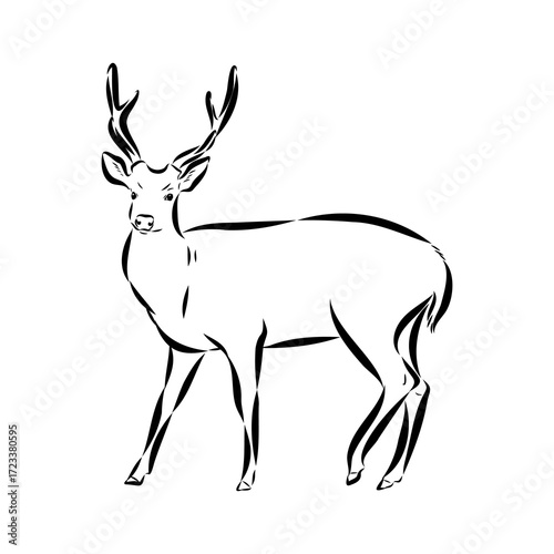 Axis the deer, vector sketch