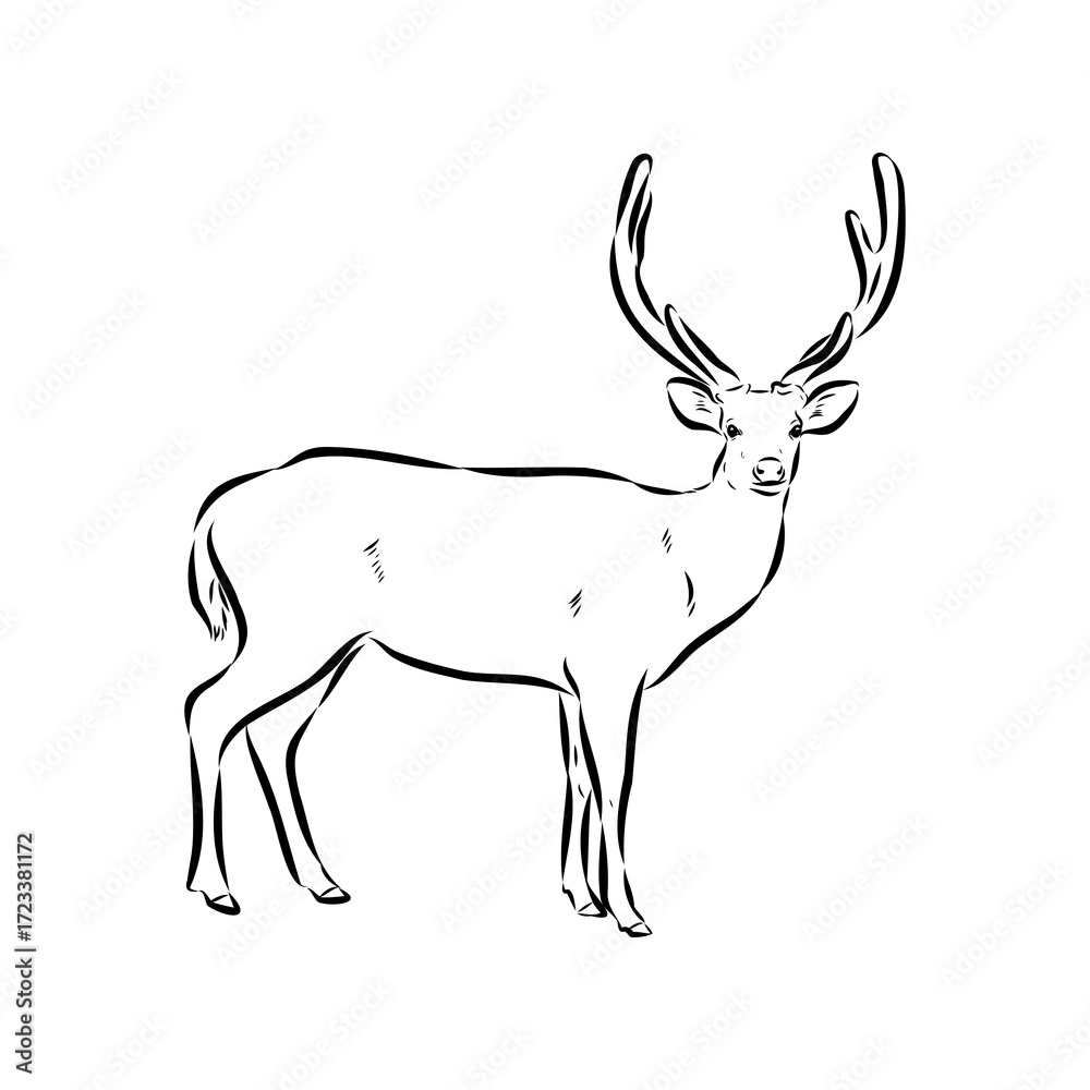 Obraz premium Axis the deer, vector sketch