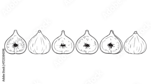Six ripe fresh figs hand drawn sketch line art artistic food illustration silhouette