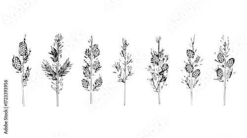 Collection of delicate hand drawn botanical flower stems and seed pods in sketch style silhouette