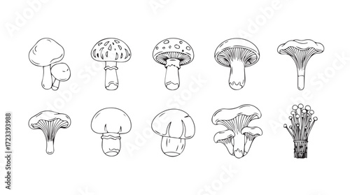 Hand drawn sketch of various edible mushrooms isolated on for culinary use silhouette