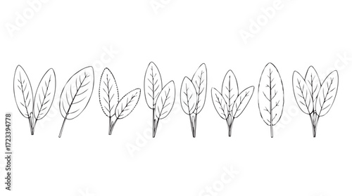 Delicate hand drawn line art botanical garland of spinach leaves for natural design silhouette