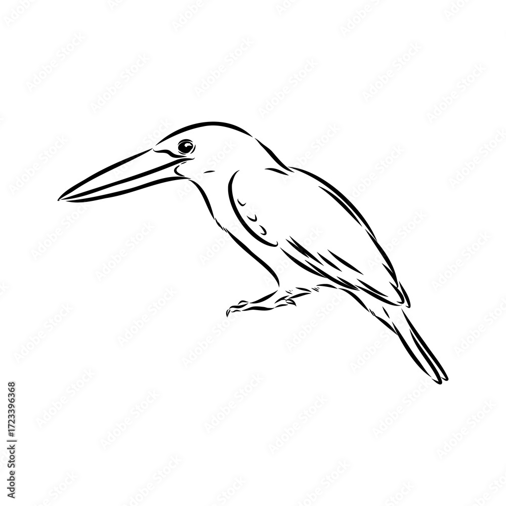Obraz premium kingfisher bird, vector sketch