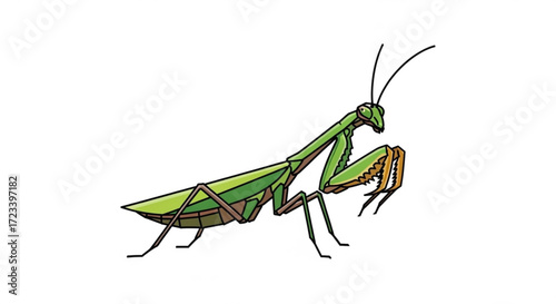 Illustration of a green praying mantis, , showcasing its unique posture, camouflage, and predatory nature in detailed vector art