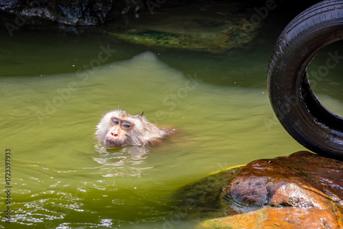 Papier peint a Northern pig-tailed macaque (Macaca leonina) is swimming in pool of GuangZhou Zoo China because of hot weather, which is a species of macaque in the family Cercopithecidae