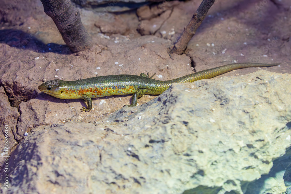 Fototapeta premium Chinese blue-tailed skink (Plestiodon chinensis) is a species of lizard which is found in China, western Taiwan, and northern Vietnam.