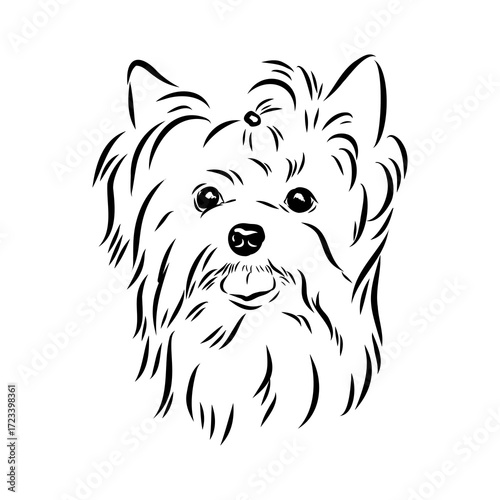 Beaver Yorkshire terrier, vector sketch