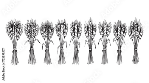 Detailed line art collection of hand-drawn wheat stalks arranged in a row silhouette