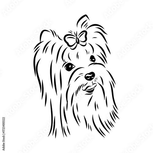Beaver Yorkshire terrier, vector sketch