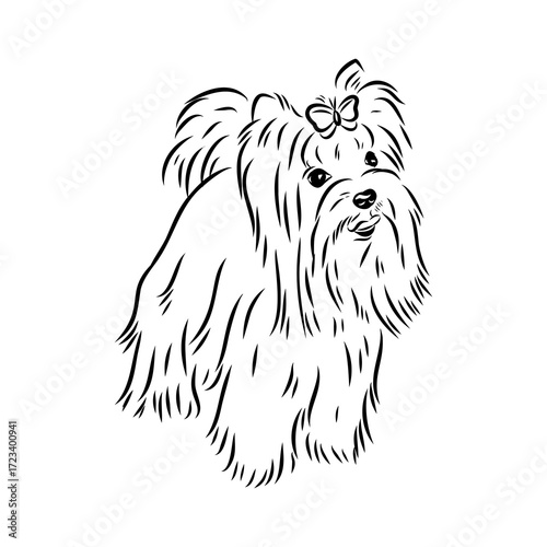 Beaver Yorkshire terrier, vector sketch