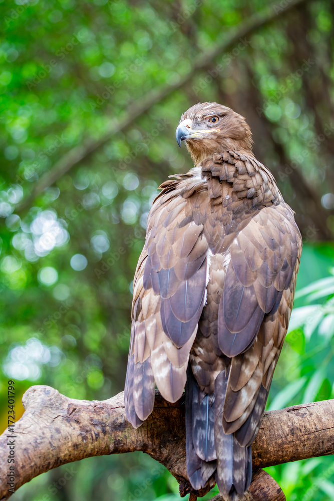 Fototapeta premium The steppe eagle (Aquila nipalensis) is a large bird of prey. It is a specialized predator of ground squirrels on the breeding ground, also taking other rather small mammals and other prey.