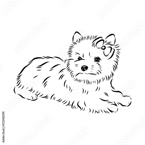 Beaver Yorkshire terrier, vector sketch