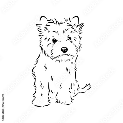 Beaver Yorkshire terrier, vector sketch
