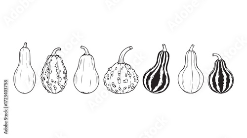 Whimsical hand drawn gourds and pumpkins collection for autumn harvest decoration and design silhouette