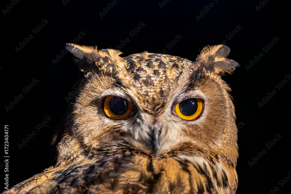 Fototapeta premium The closeup image of Eurasian eagle-owl (Bubo bubo). It is one of the largest species of owl. distinctive ear tufts, with upper parts that are mottled with darker blackish colouring and tawny