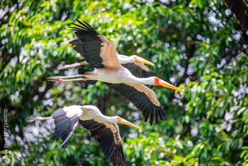 The yellow-billed stork (Mycteria ibis) is flying in sky. A large African wading stork species in the family Ciconiidae. It is widespread in regions south of the Sahara and also occurs in Madagascar.