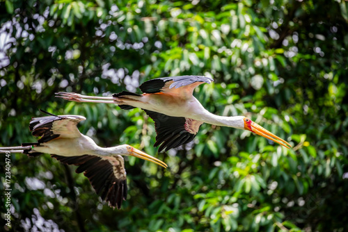 The yellow-billed stork (Mycteria ibis) is flying in sky. A large African wading stork species in the family Ciconiidae. It is widespread in regions south of the Sahara and also occurs in Madagascar.