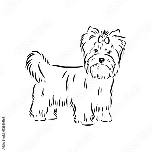 Beaver Yorkshire terrier, vector sketch