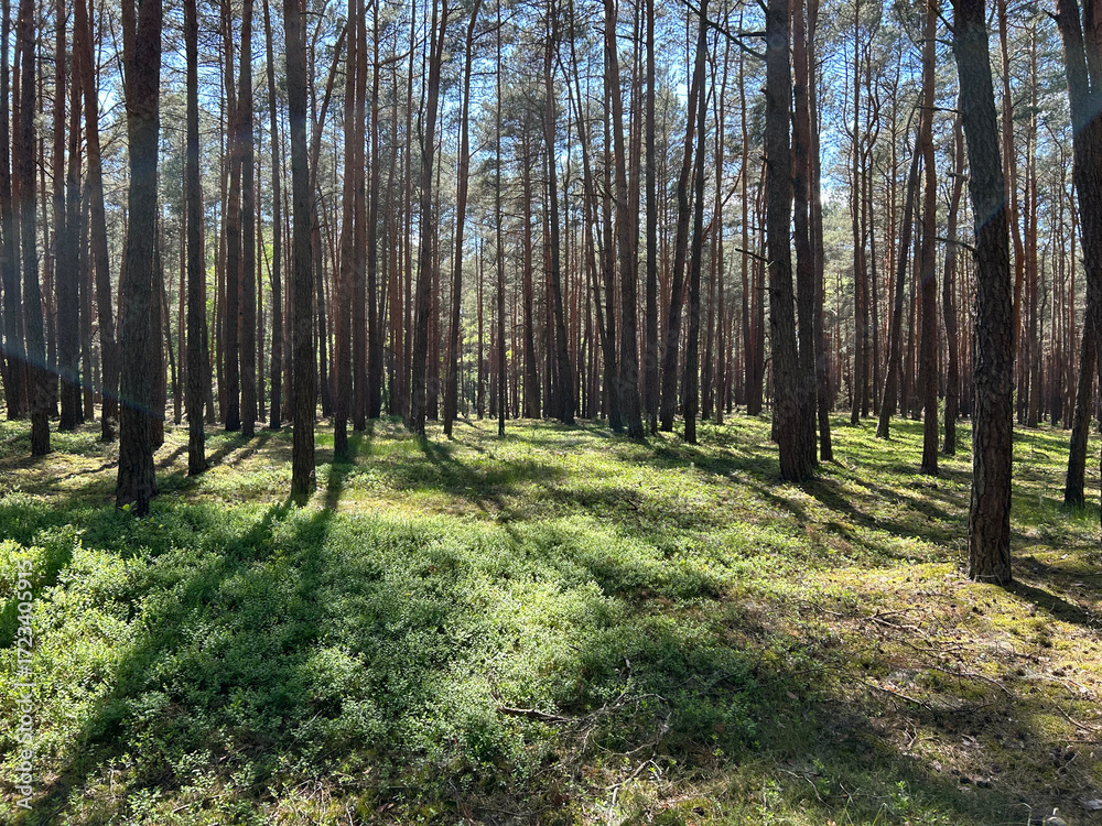 Fototapeta premium Forest green tree