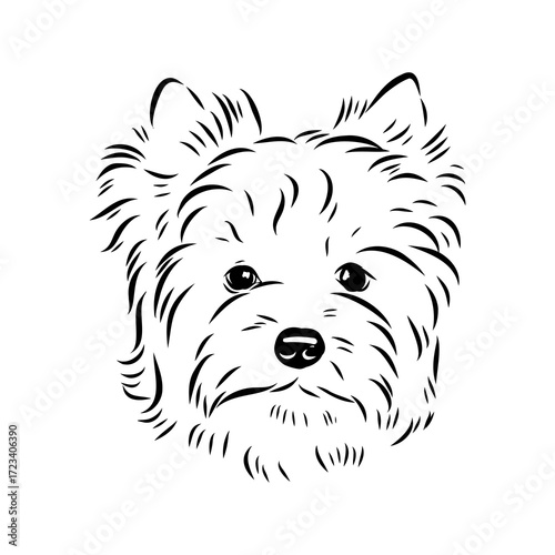 Beaver Yorkshire terrier, vector sketch