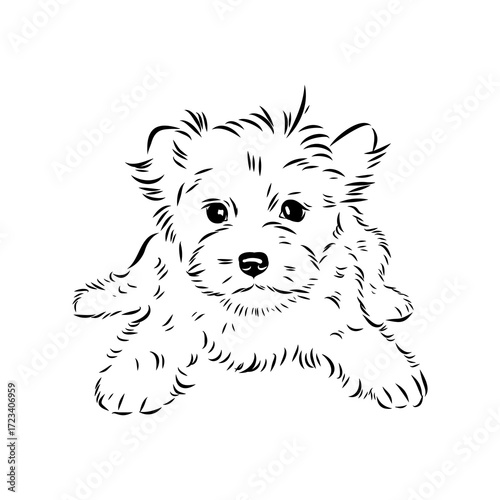 Beaver Yorkshire terrier, vector sketch