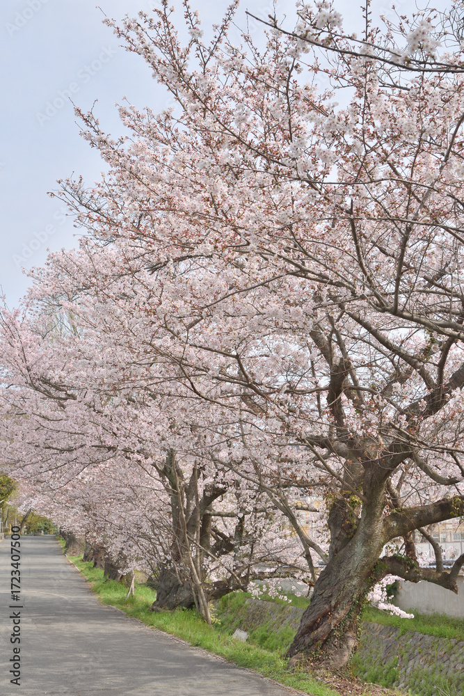 Fototapeta premium 山科の道端の桜