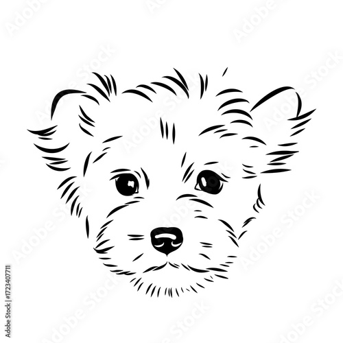 Beaver Yorkshire terrier, vector sketch