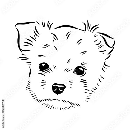 Beaver Yorkshire terrier, vector sketch